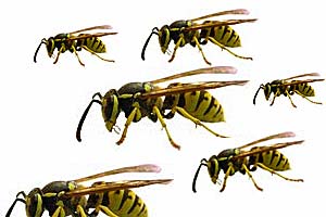 Hvepse stikker - og stikket kan lindres