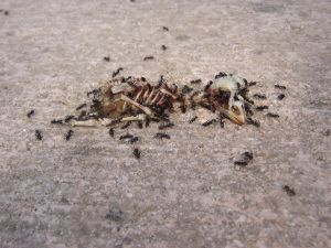 Fjern dine myrer med et hjemmelavet myremiddel