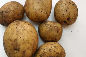 Kartofler til kartoffelmos skal ikke saltes