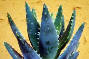 Aloe Vera kan dyrkes nemt