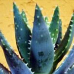 Aloe vera kan bruges mod solskoldning